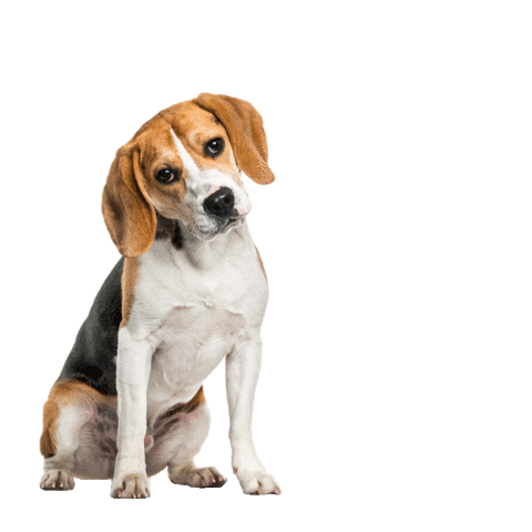 Dog Food Wink Sticker