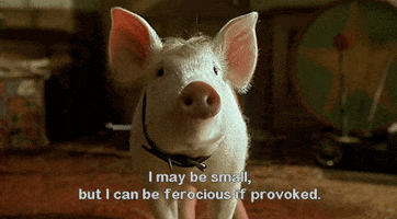 Pig In The City GIFs - Get the best GIF on GIPHY