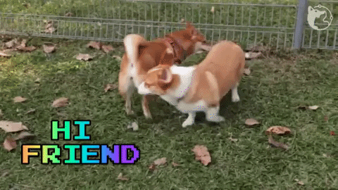 Hi-friend GIFs - Get the best GIF on GIPHY