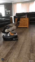 Duck Hops on Robot Vacuum Cleaner for Joyride