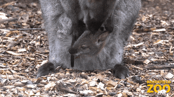 Baby Kiss GIF by Brookfield Zoo