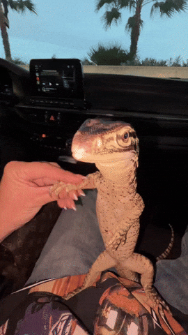 Monitor Lizard Venus GIF