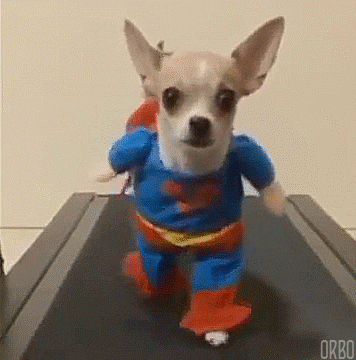 Video gif. Chihuahua wearing a Superman costume while walking on a treadmill.