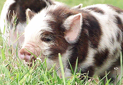 Pig Piglet GIF