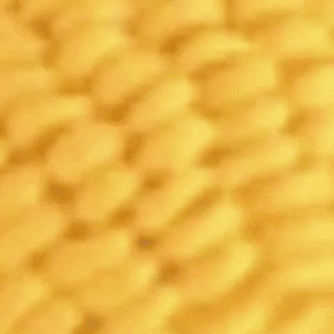 Corn Epix GIF