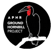 Southern Ground Hornbill Bird Sticker by Mabula Ground Hornbill Project