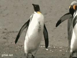 drunk penguin GIF