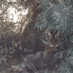 King Of The Jungle Tiger GIF by Nature Is Metal