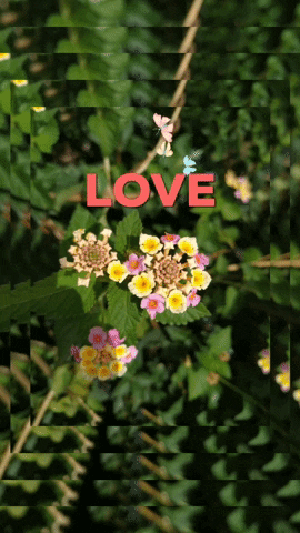Love You Iubire GIF by BigBangSocial