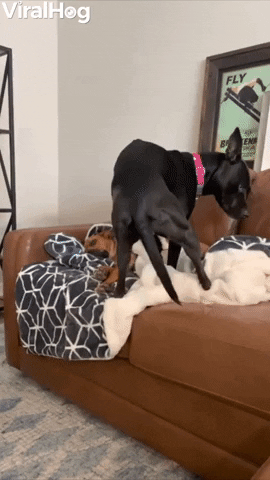 Dog Sits On Friend Without Permission And Her Eyes Say It All GIF by ViralHog