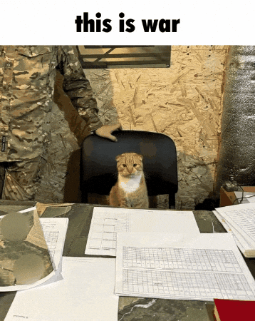 This Is War Cat GIF