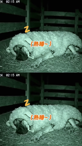 Dog GIF