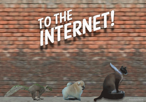 What would you do if there were no more Internet in the world