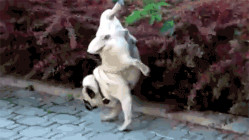 giphy.gif?cid=4d1e4f290phmq9ta2gfa6vum99itdr9zvxbms2y80md77zxa&rid=giphy.gif