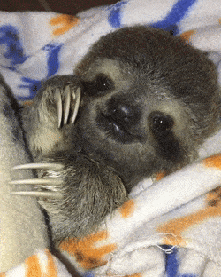 clapping sloth GIF