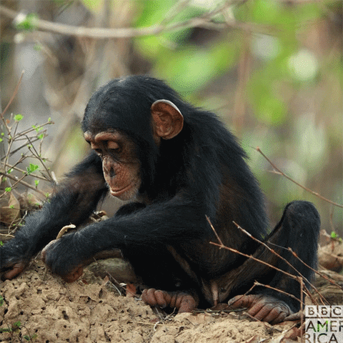 baby chimp GIF by BBC America