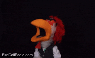BirdCallRadio angry chicken song sing GIF
