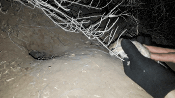 Rodent GIF