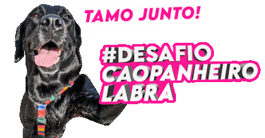 Mika Labrador Sticker by Cãopanheiro Labra