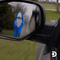Car Mirror GIFs - Get the best GIF on GIPHY