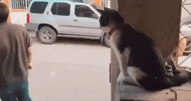 Kingkaps7 GIF