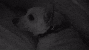 Dog GIF