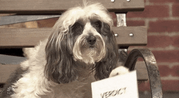 Jury Duty Dog GIF by Saturday Night Live