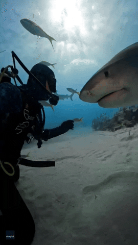 Tiger Shark Friends GIF by Storyful