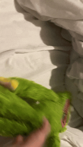 Animated GIF