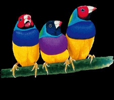 viewsonicph logo color birds finch GIF