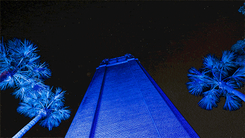 Palm Trees Night GIF by University of Florida