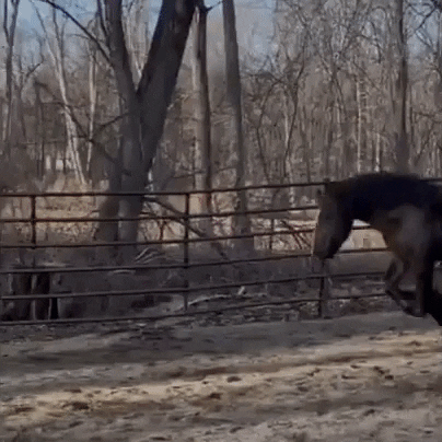 Ball Horse GIF by Storyful