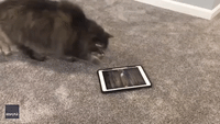 Cat Does Its Level Best to Kill Virtual Mouse