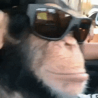 The Funniest GIF Animations You'll See Today
