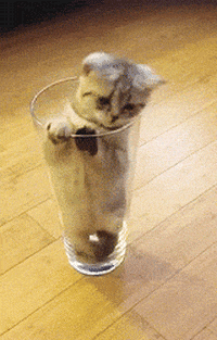 Featured image of post Cat Hmph Gif Giphy is how you search share discover and create gifs