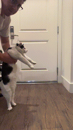Cat GIF