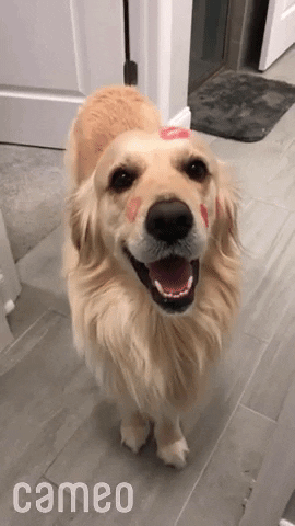 Happy Golden Retriever GIF by Cameo - Find & Share on GIPHY
