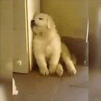 Puppy Corner GIF
