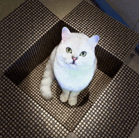 Funny Cat GIF