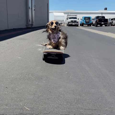 Wiener Dog Skate GIF by beangoods
