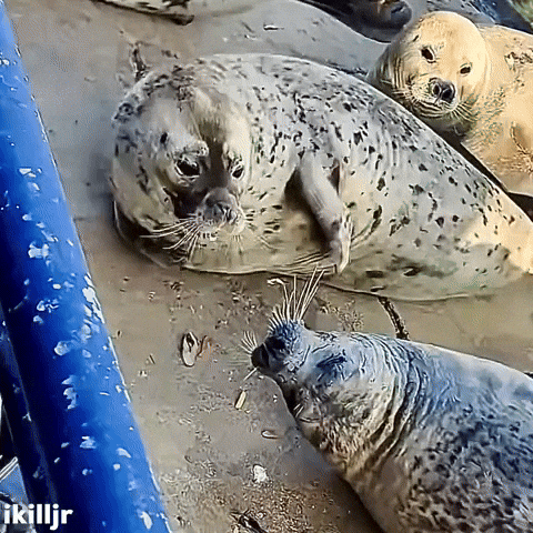 Fight Fighting GIF