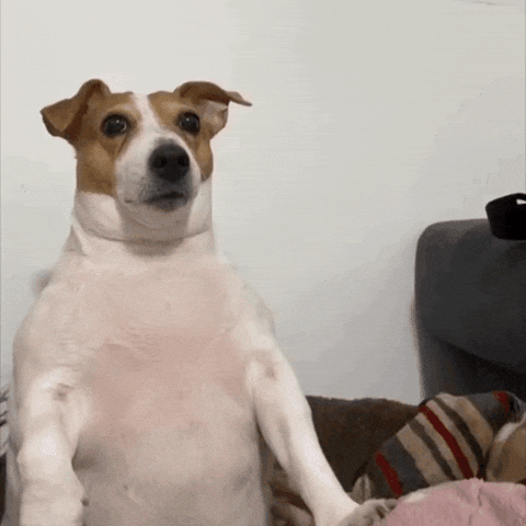 Dog Meme GIF