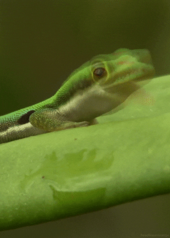 day gecko lizard GIF by Head Like an Orange