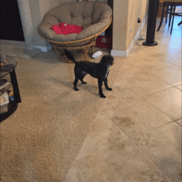 Dog Casper GIF