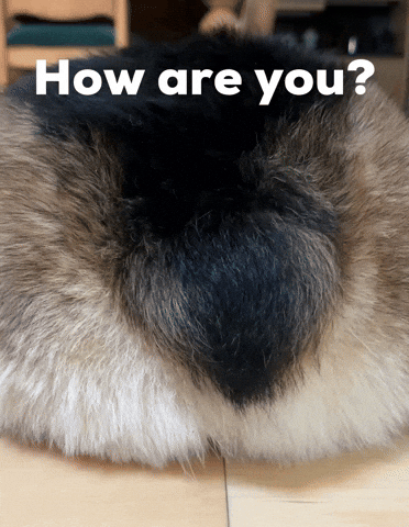 How Are You Dog GIF