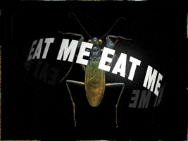 Hungry GIF