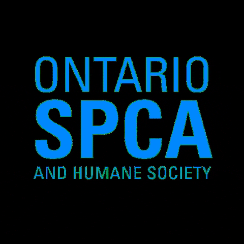 ospcapeac animals charity adopt adopted GIF