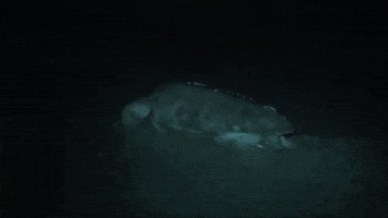 GIF by VISIT FLORIDA