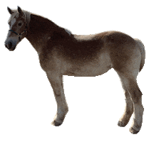 Draft Horse Sticker by Elk Grove Milling Stable Mix