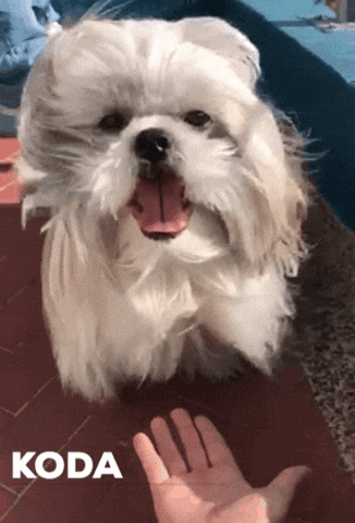 cool puppy doggy bestfriend doggystyle GIF